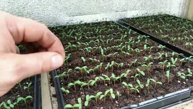 Как работают КОРНЕВИН И УКОРЕНИТЕЛЬ? ДВА РАЗНЫХ СТИМУЛЯТОРА корней!