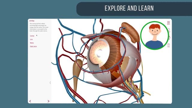 3D Anatomy Courseware | Visible Body смотреть онлайн