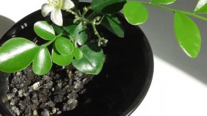 Мурайя метельчатая - уход в домашних условиях