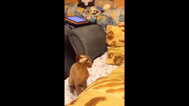 кот сфинкс боксер смотреть онлайн