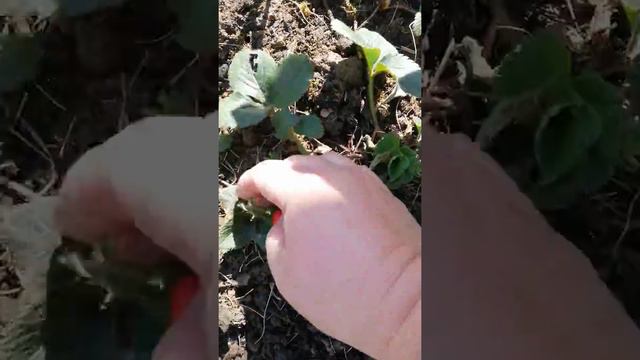 Первая обработка клубники после зимы. Часть2 смотреть онлайн