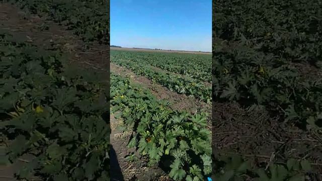 Первый сбор кабачка,сорт Марсель. смотреть онлайн