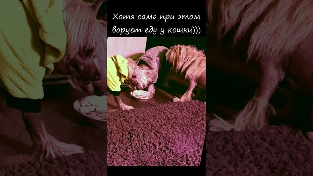 Дурной пример/ собачий матриархат/ С 1 апреля!/ смешные собаки смотреть онлайн