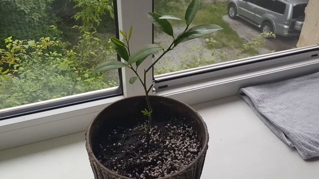 Уход и полив, лайм. Не прихотливый цитрус. смотреть онлайн