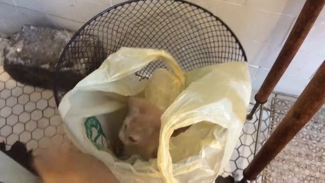 Cactus and Soba cream tabby kittens - Cactus Gets Trashed смотреть онлайн