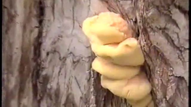 Педколлектив шк. № 38 г. Семипалатинск отдыхает 26.05.1999 смотреть онлайн