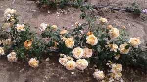 роза капри, питомник роз полины козловой, rozarium.biz