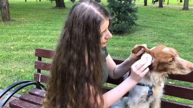 ЯК ПРАВИЛЬНО ЧИСТИТИ ВУХА СОБАКАМ. ОТИТ У СОБАК ТА КОТІВ. ВУШНИЙ КЛІЩ | ПОРАДИ ВЕТЕРИНАРА смотреть онлайн