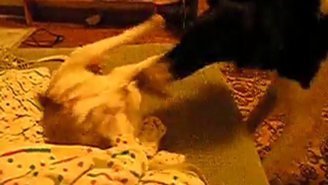 Бархатная Ночь и Алия