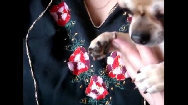 как самому подстричь ногти щенку, взрослой собаке #Чихуахуа смотреть онлайн