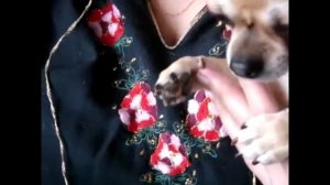 как самому подстричь ногти щенку, взрослой собаке #Чихуахуа