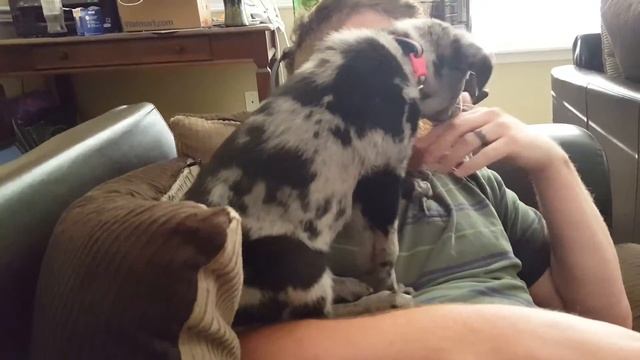 Perl getting Rick смотреть онлайн