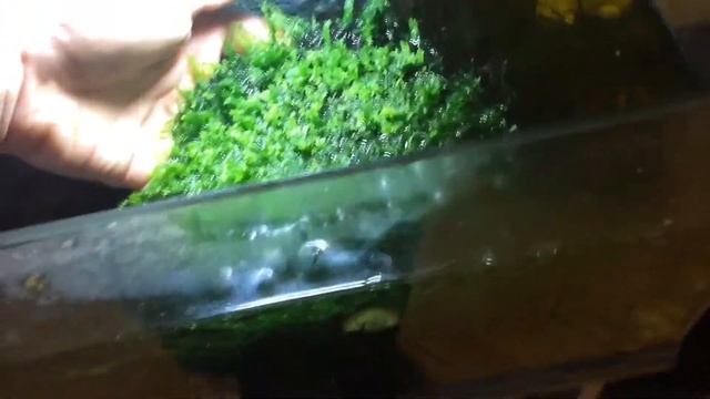 Яванский мох, пецилия микки маус, и креветка фильтратор в аквариуме смотреть онлайн