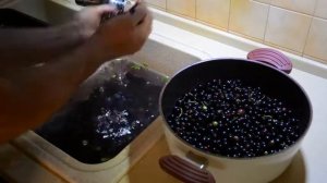 Разборка на кухне с черной смородиной . Как перебрать черную смородину ?