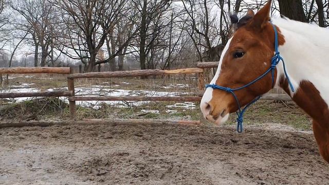 Random Horse Vlog #4 | Добби свободен, грязевые муки, распаковка смотреть онлайн
