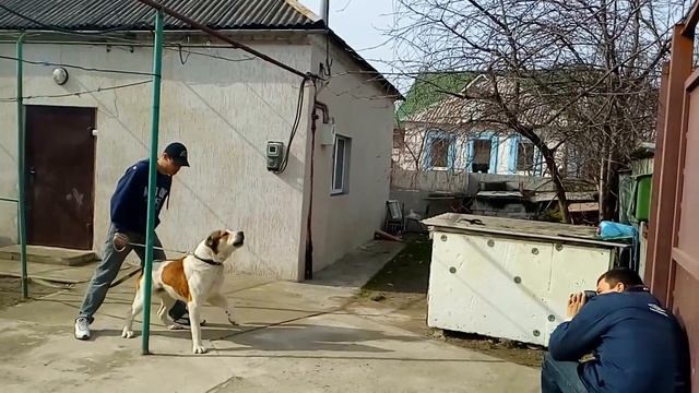 Азиат,САО,Алабай ЗКС первое занятие смотреть онлайн