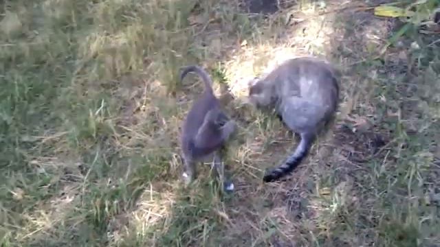 Кошки балуются смотреть онлайн