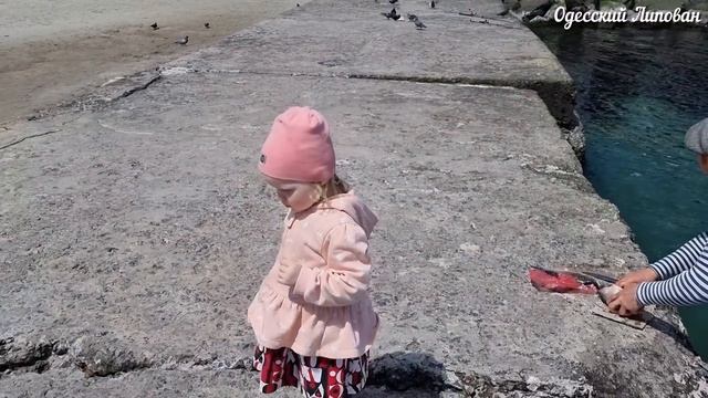 ОДЕССА. ЧЁРНОЕ МОРЕ. РЫБАЛКА клюёт КАРАСЬ смотреть онлайн