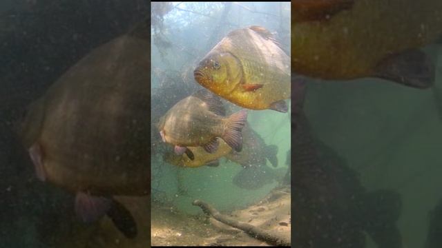 почему в некоторых водоёмах одна мелочь? смотреть онлайн