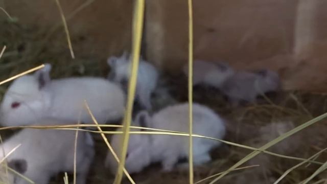 Технология разведения кроликов: спаривание, сукрольность, окрол/Выкармливание и отсадка крольчат смотреть онлайн