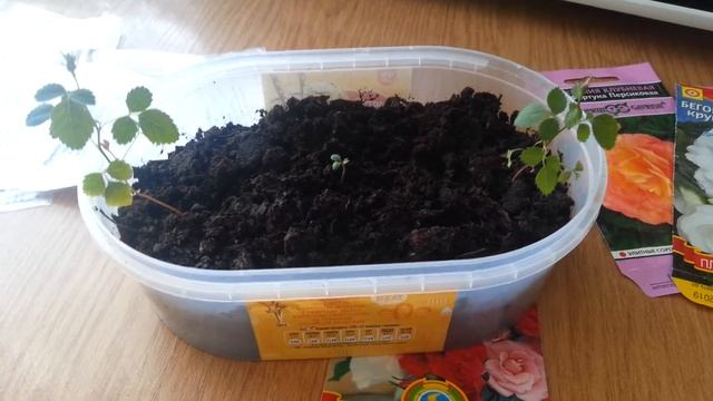 Комнатные цветы из семян смотреть онлайн