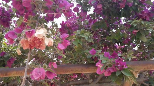Sabías Qué........Papelillo ( Bougainvillea Glabra) смотреть онлайн