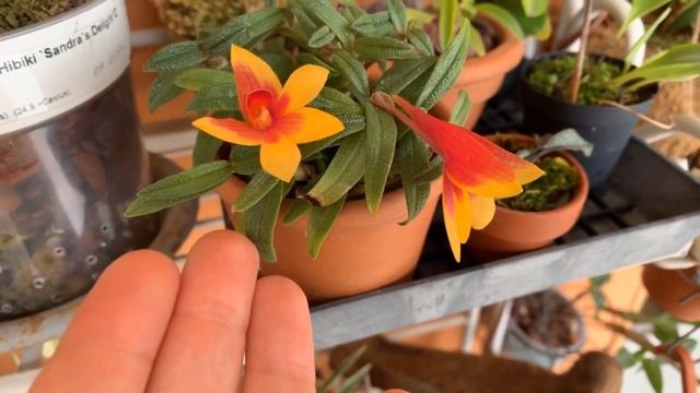 dendrobium cuthbertsonii , уход. смотреть онлайн