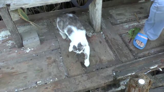 Ранним утром на реке. 18. 06. 2016. смотреть онлайн