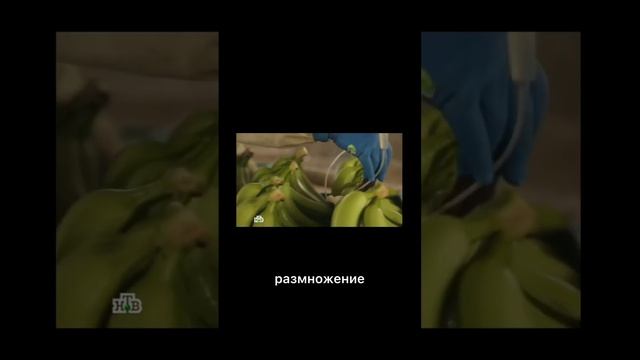 2 веские причины почему нужно мыть бананы. Почему детям нельзя давать немытые бананы? #нутрициологи смотреть онлайн