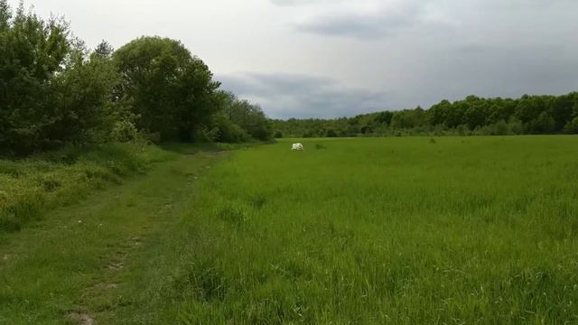 Summer time #1. Русская псовая борзая / Borzoi in slow motion