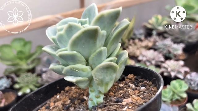 20 Graptoverias DE FÁCIL MULTIPLICAÇÃO, Dicas COMO Cultivá-las e identificação. смотреть онлайн