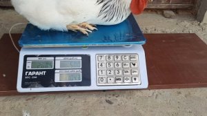 Адлерская серебристая//Вес петушков и курочек в 4 месяца