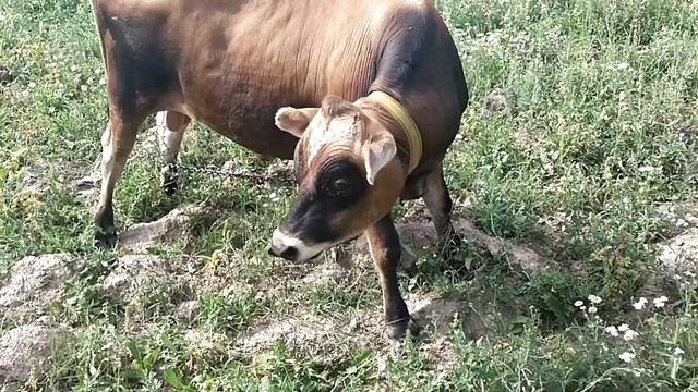 Контроль за количеством мух в козовнике// На сколько хватает обработки препаратом Таран//В огороде. смотреть онлайн