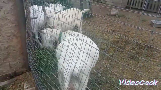 Надежды на производителя не оправдались. И что же теперь делать? смотреть онлайн