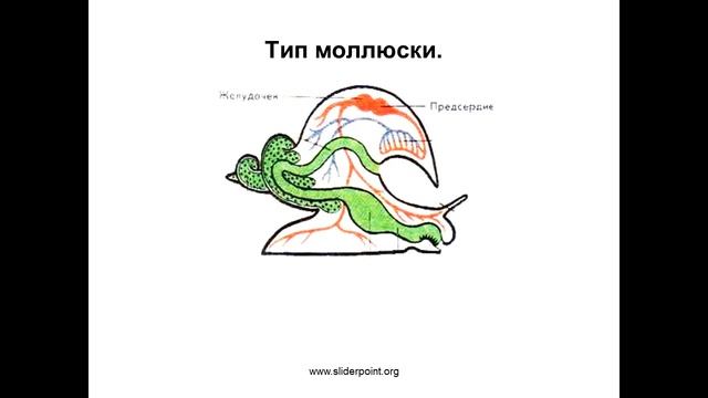 Перенос веществ в организме позвоночных животных смотреть онлайн