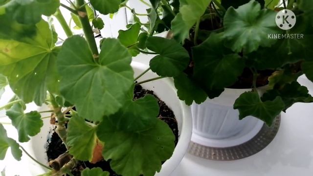 Болото у нас, золотое. Все бесплатно, для нас, деревенских. смотреть онлайн