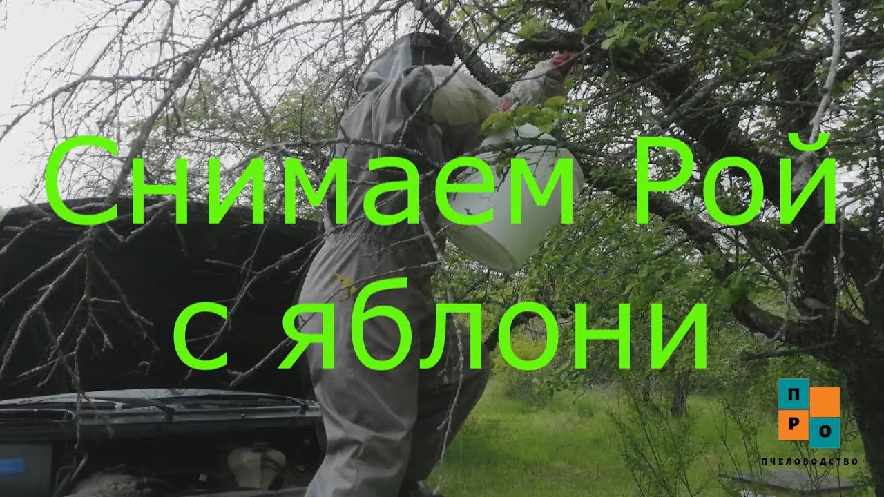Как снять рой с яблони в ведро. 3 роя за 3 дня, какие они. Роение! смотреть онлайн