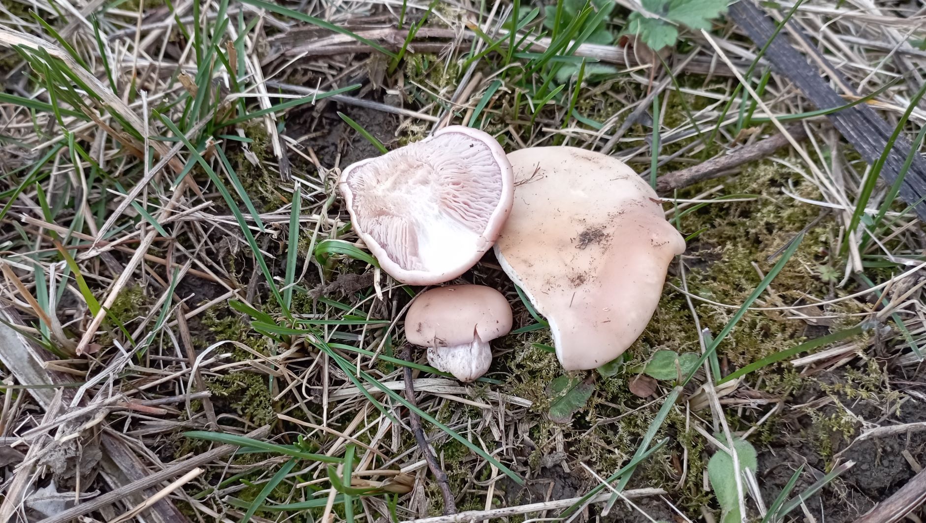 А не пора ли открывать грибной сезон? ДА! ПОРА!!! 11 марта 2023 года. смотреть онлайн