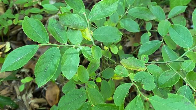 Vaccinium angustifolium (Ericaceae) low sweet blueberry смотреть онлайн