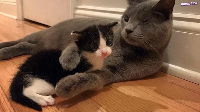 Когда я узнал, что с ним собираются сделать, я пришел в ужас. И я побежал к нему... смотреть онлайн