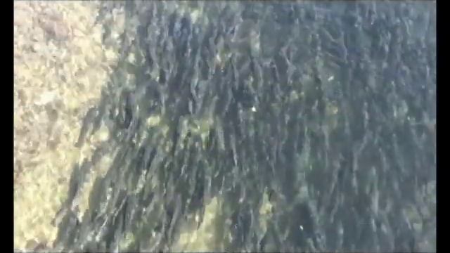 горбуша прорывается на нерест - Iturup island - the salmon are spawning смотреть онлайн