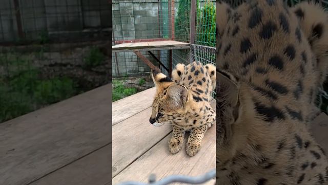 Сервал. Serval смотреть онлайн