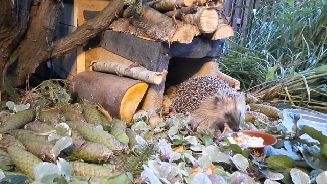 Лесной друг: ёжик в саду / Hedgehog in the garden смотреть онлайн