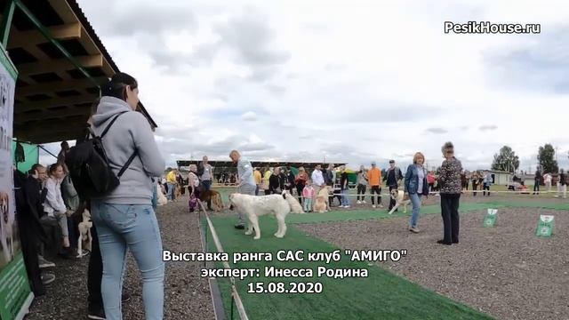 Выставка ранга САС клуб "Амиго" экспрет Инесса Родина клуб Песик Хаус, Подольск 15.08.2020 смотреть онлайн