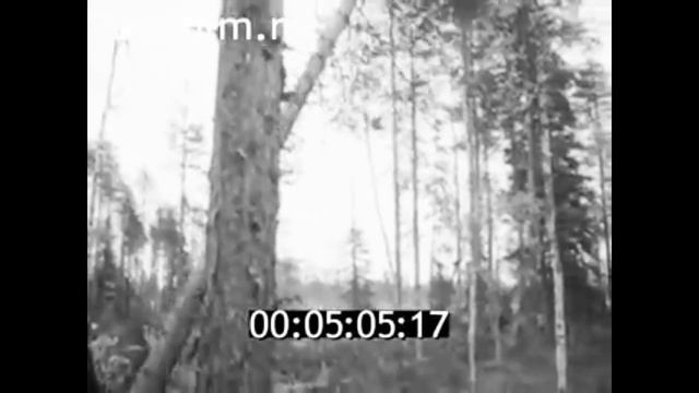 1972г. п. Чёрный Порог. лесопункт. Сегежский район Карелия. смотреть онлайн