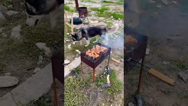 Хаски на даче смотреть онлайн
