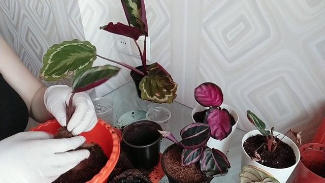 Обновляю грунт у своих калатей) смотреть онлайн