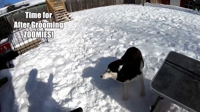 Grooming a Husky In the WINTER? Do Huskies Shed in the Winter? смотреть онлайн