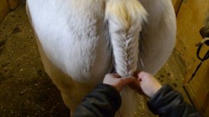 Заплетаем косичку на хвосту лошади
