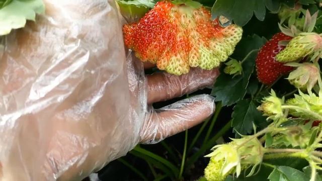 купчиха поспевает смотреть онлайн